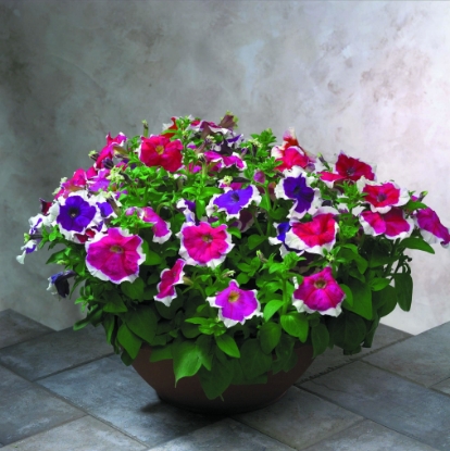 Picture of Petunia - Hulahoop F1